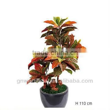ficus microcarpa bonsai bonsai tree indoor plant GNW G142