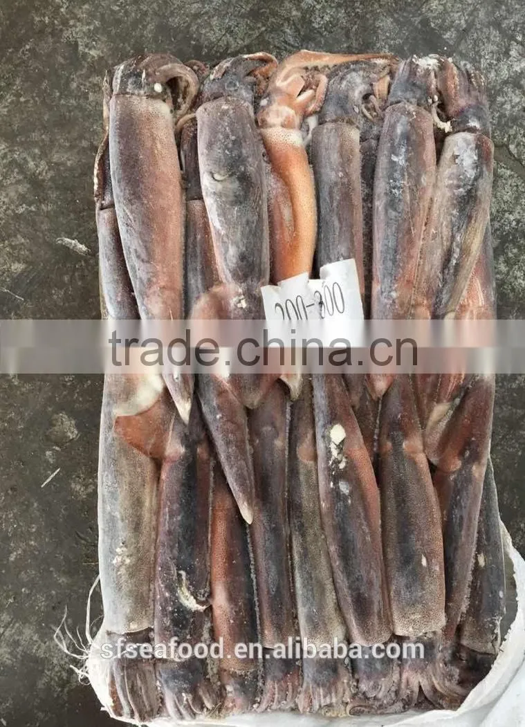 Health Food Frozen Illex Squid With High Nutritious Value