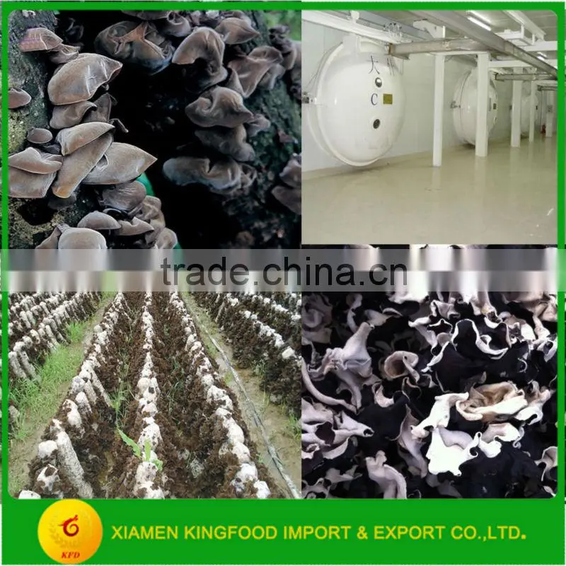 High Quality Black and White Fungus Strip Available