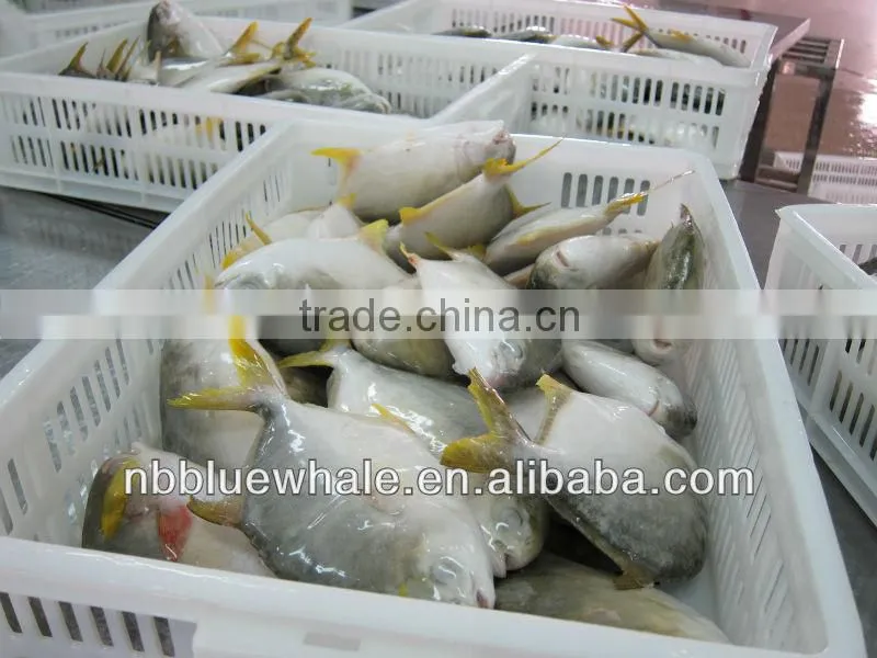 chinese pomfret 300-500G 400-600G frozen pomfret fish