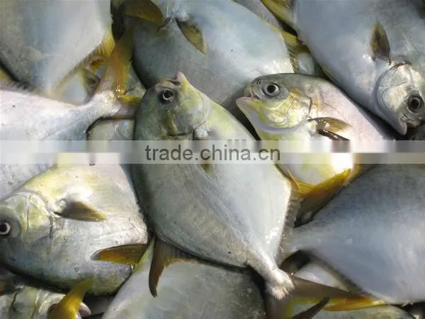 golden pomfret fish