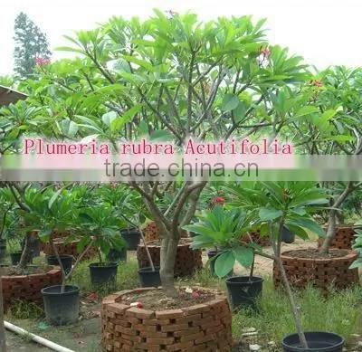 outdoor green decorative ornamental foliage landscaping green arbor plants trees