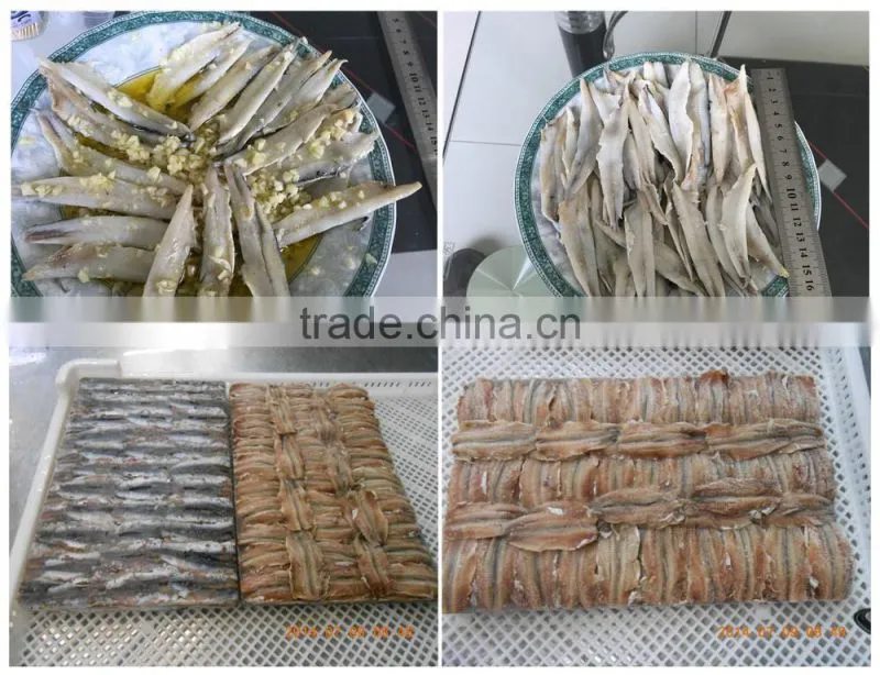 New season Fresh Frozen whole round Anchovy