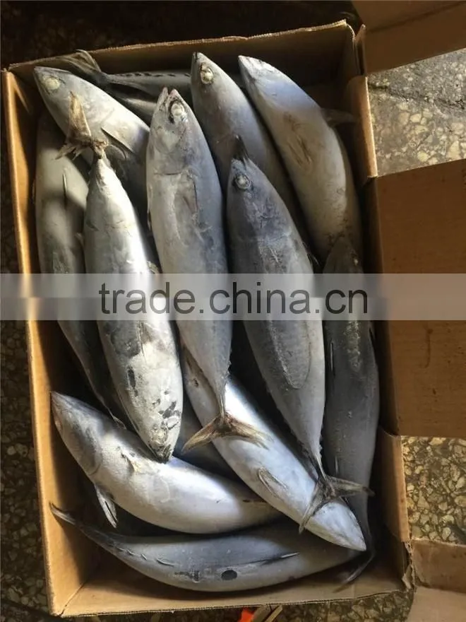 Top grade frozen pacific mackerel for sale