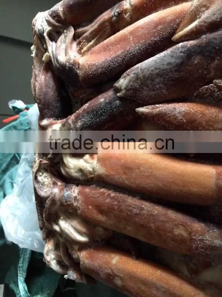 Whole round frozen squid argentina illex squid jigger catch wholesale