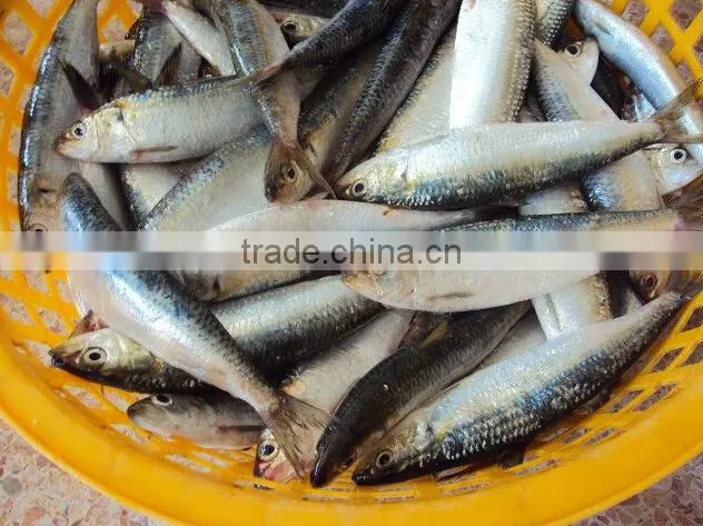 Frozen sardine W/R