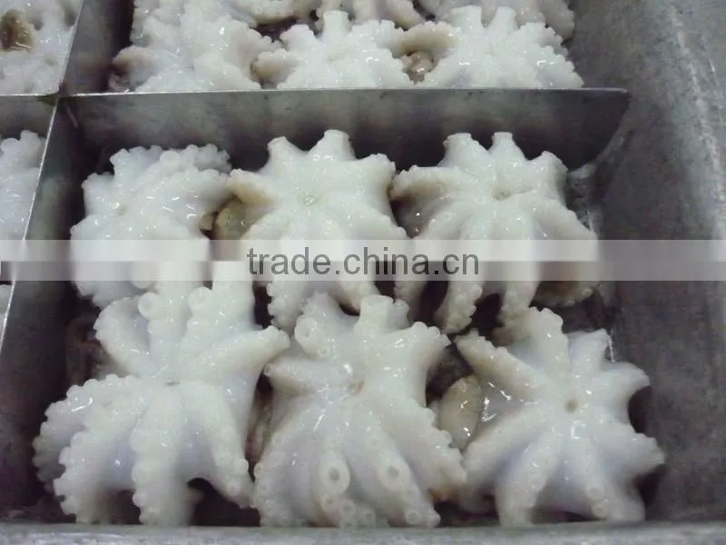 Baby Octopus / Frozen Octopus / Vietnam Seafood