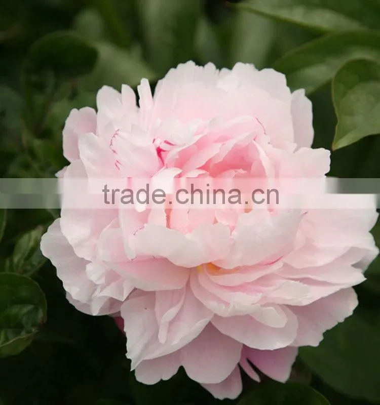 Color hot sell three heads white peony