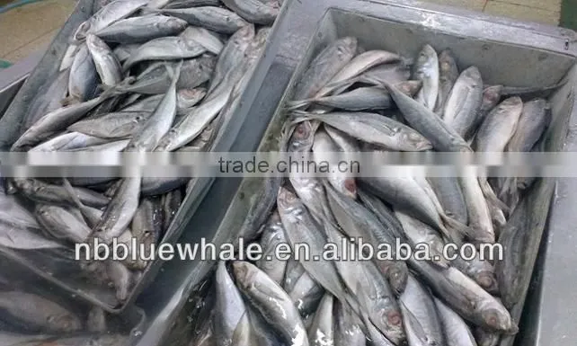 New Ningbo frozen fish brand canned mackerel