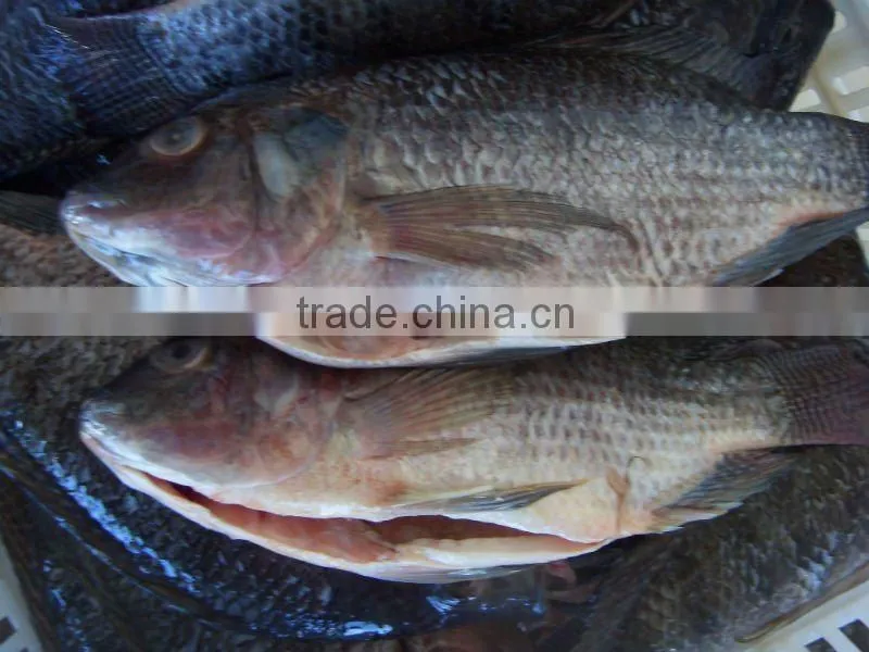 Cheap gutted scaled frozen tilapia