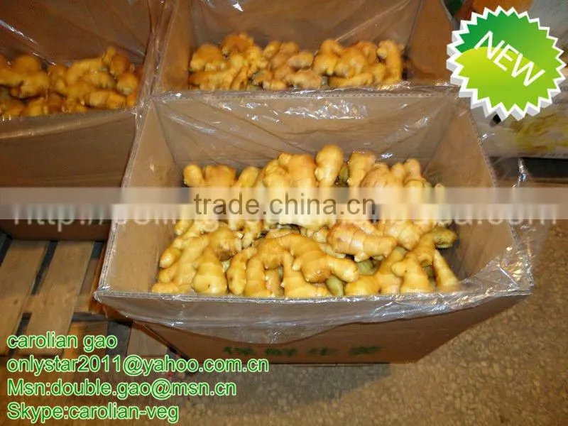 New Crop china ginger price 2012