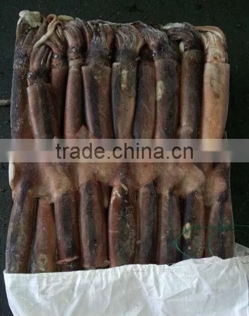 deep frozen illex squid