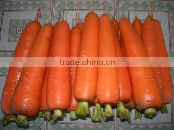 200g-250g bulk vegetables/fresh sweet carrot