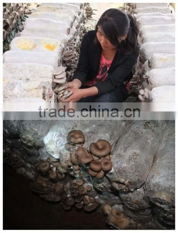 Edible mushrooms production mushroom compost machine