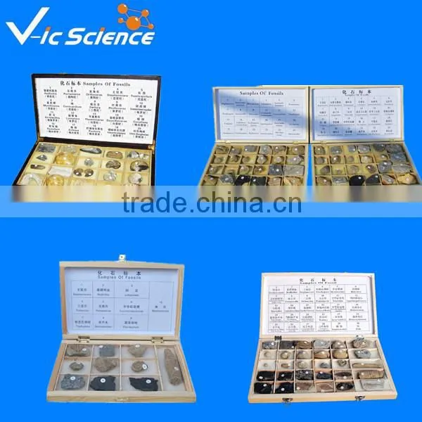 fossils specimenn for research