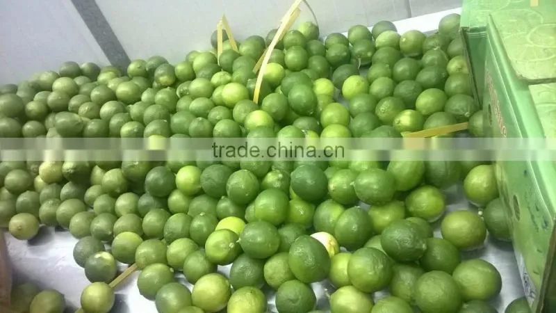 FRESH LEMON & FRESH LIME BEST price