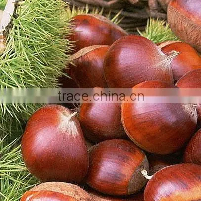 Supplier of peeled chestnut from Shandong export to all market