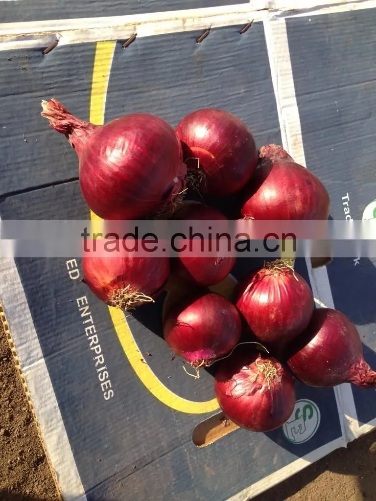 Fresh yellow onion exporters in Egypt