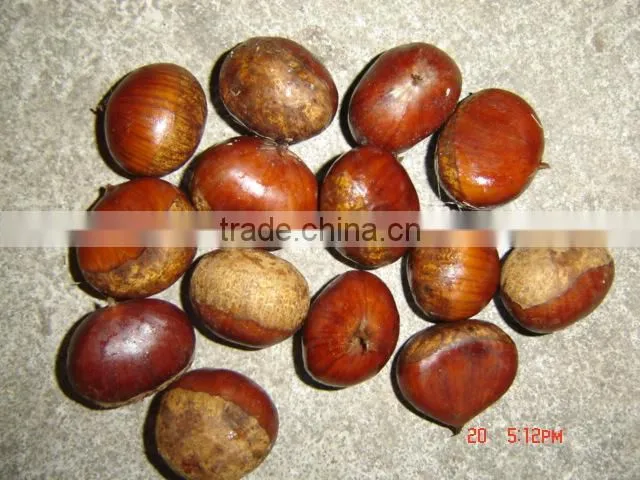 2014 crop Chinese fresh chestnut