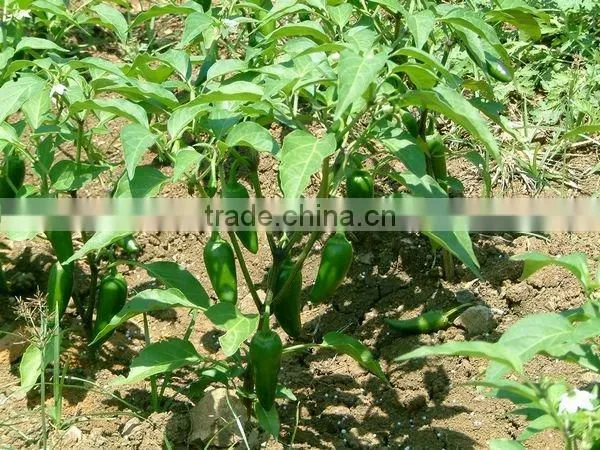 fresh pepper