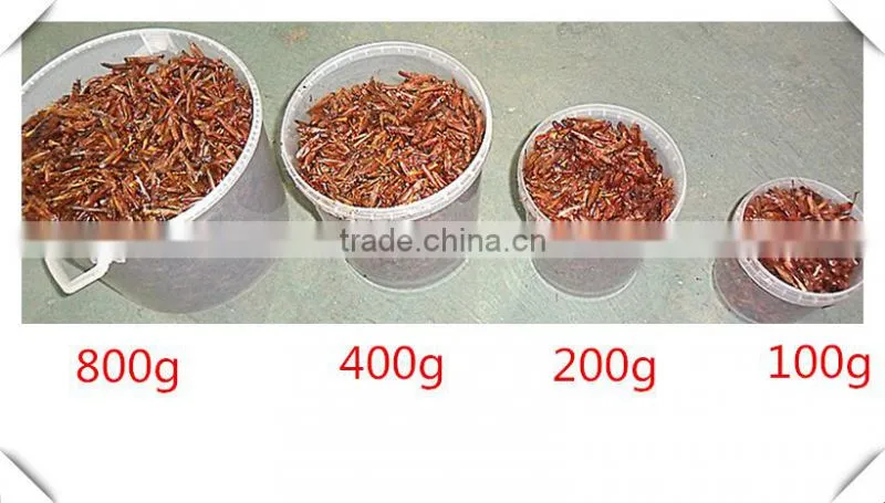 Retail Drum(100g/200g/400g/800g) Dried Locusts Of Wild Bird ;Freeze Dried Locusts For Wild Bird