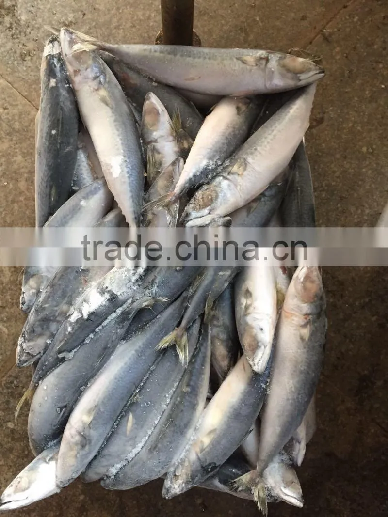 land frozen 80-150g pacific mackerel