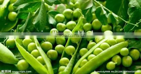 Best Functional Foods ingredient Pea Dietary Fiber