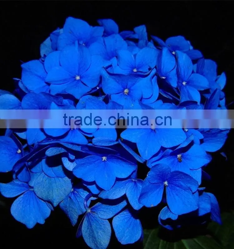 Wide variety new arrival apple hydrangea wreath