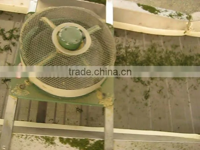 Chinese organic green tea supergreen