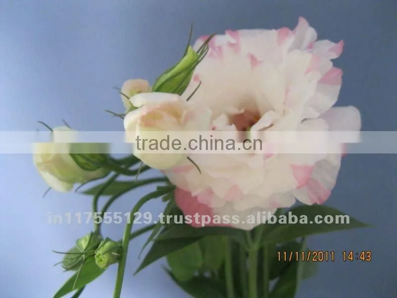 Fresh cut flower eustoma lisianthus