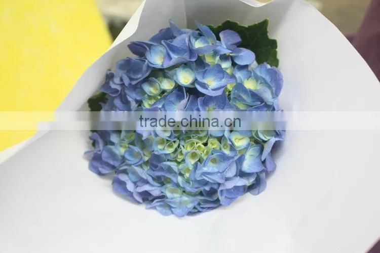 Fragrant aroma classical light blue short branch hydrangea