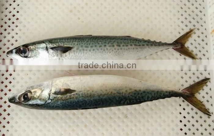 fresh frozen pacific mackerel fillet