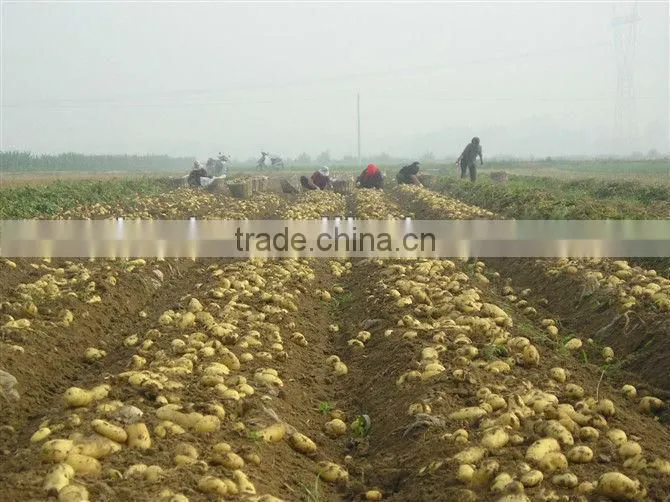 fresh potato from Chinese holland potato farms