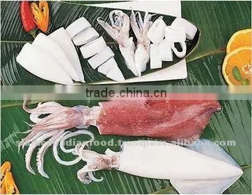 Cephalopods Seafood Fresh Squid