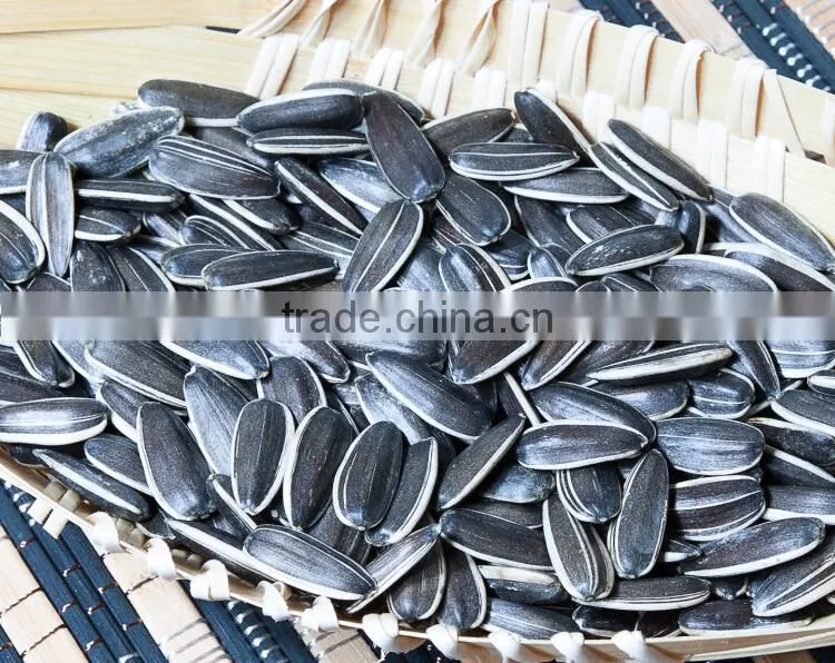 New crop big size 3939 sunflower seeds wholesale