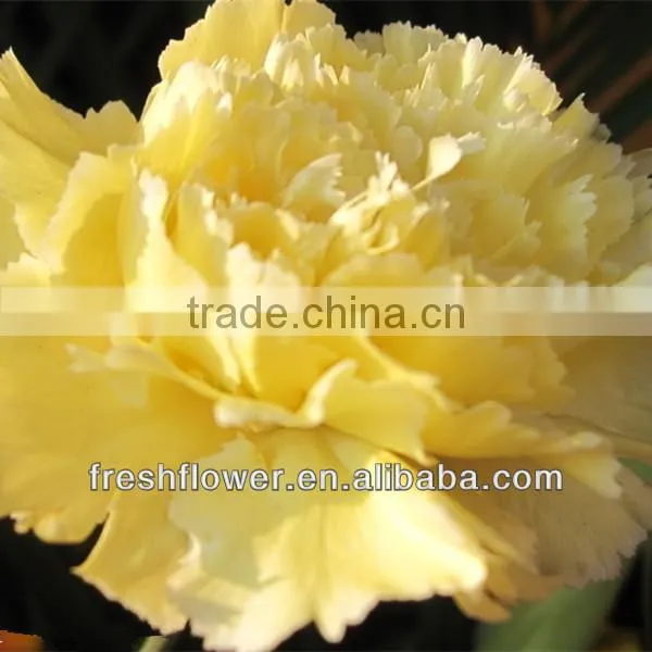 Christmas present of fresh flower named fresh carnation flower