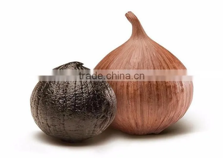 2016 hot sale natural green food black garlic single bulb china