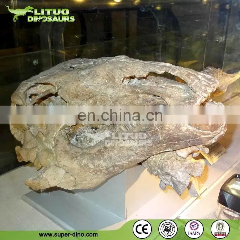 Trade Assurace High Simulation Museum T REX Skull