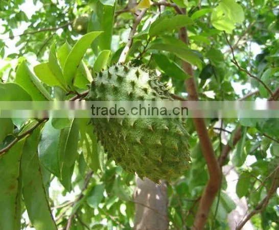 Best Quality Soursop Tea Bulk Supplier