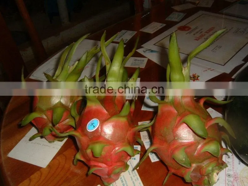 Dragon Fruit White Flesh Vietnam