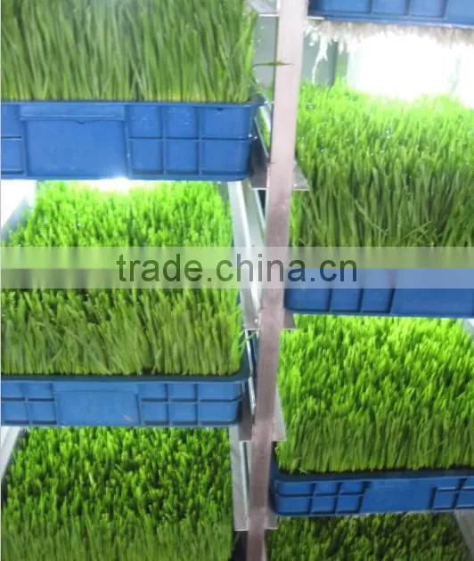 bean sprout factory/sprout maker