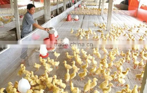 ISO9001 Plastic Flat Net used in farm for duck and chicken