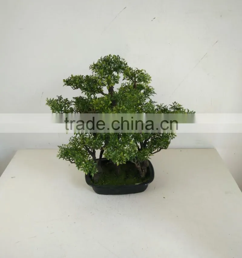 small bonsai tree wholesale
