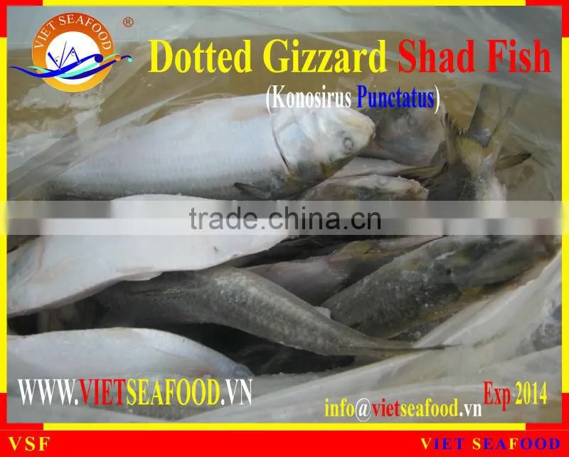 FROZEN W/R DOTTED GIZZARD SHAD FISH