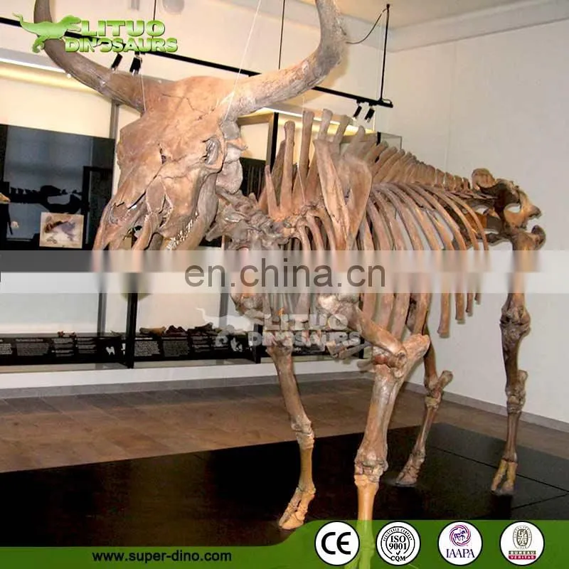 Museum Exhibtion Life Size Animal Skeleton