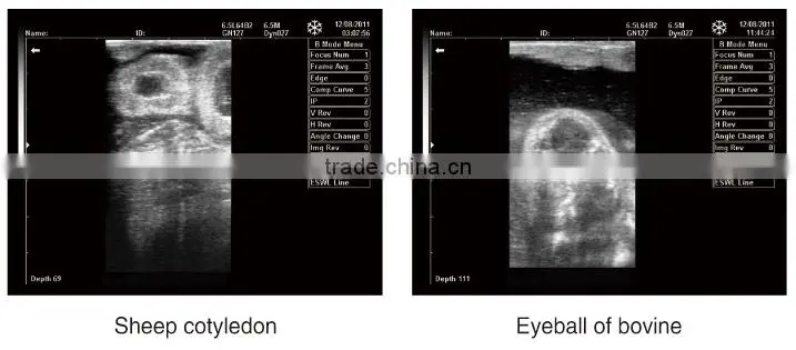 FN200V Full digital B model veterinary portable ultrasound scanner