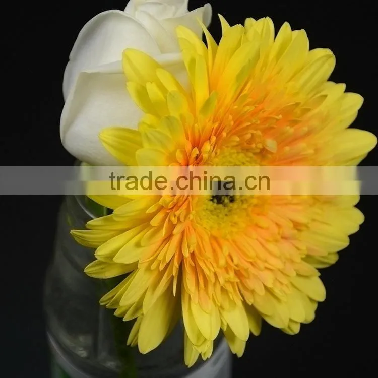 Fresh Champagne flowers of gerbera