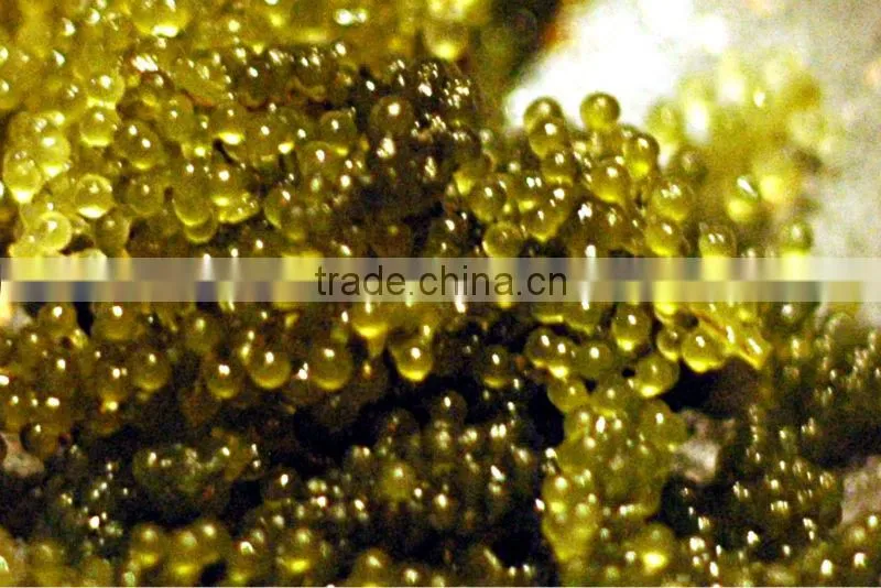 GREEN CAVIA SEAWEED