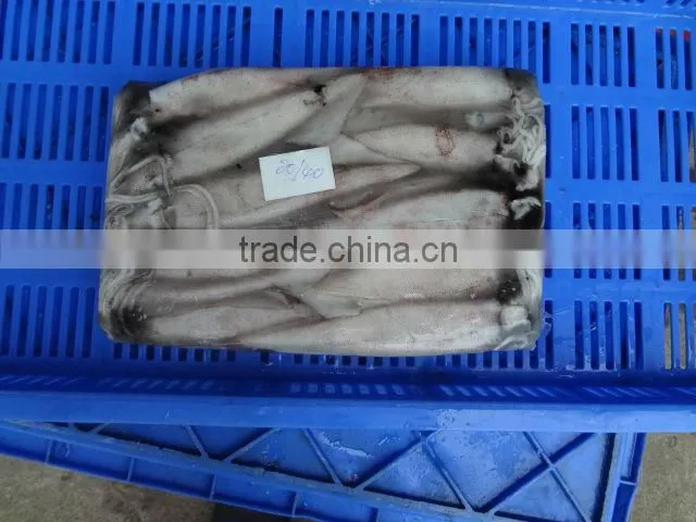 NEEDLE SQUID WHOLE