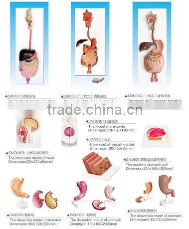 Laryngeal cartilage and Laryngeal muscles anatomy enlarge model